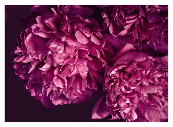 Obraz - Kytica pivoniek (70x50 cm)