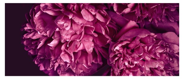 Obraz - Kytica pivoniek (120x50 cm)