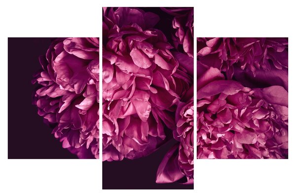 Obraz - Kytica pivoniek (90x60 cm)