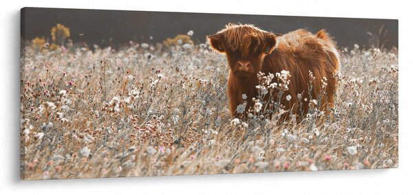 Obraz - Škótska krava v kvete (120x50 cm)