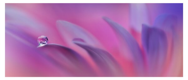 Obraz - Kvapka na kvete (120x50 cm)