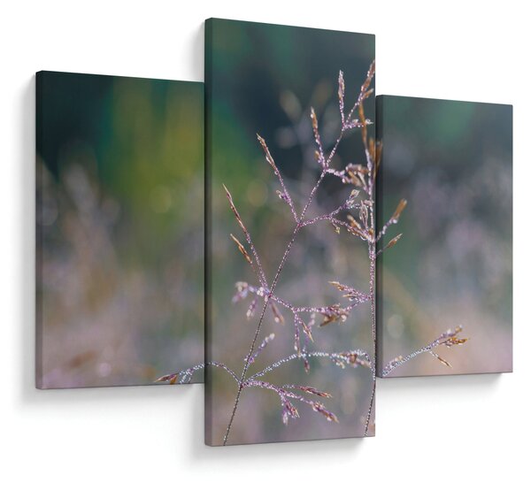 Obraz - Detail traviny (90x60 cm)
