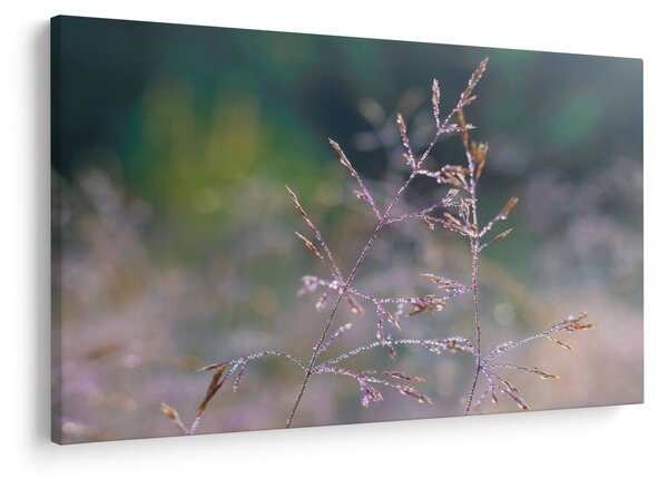 Obraz - Detail traviny (90x60 cm)
