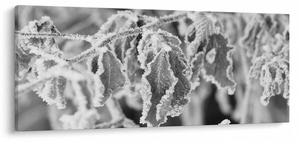 Obraz - Zmrznuté listy, čiernobiela (120x50 cm)