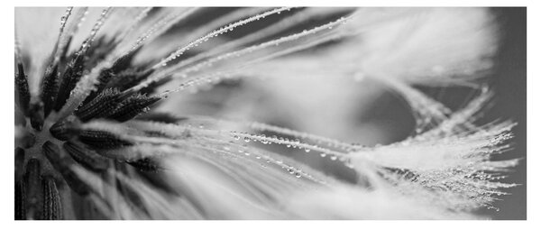 Obraz - Makro, čiernobiela (120x50 cm)