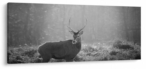 Obraz - Jeleň v lese, čiernobiela (120x50 cm)