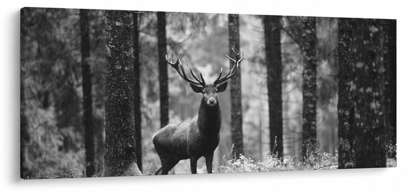 Obraz - Jeleň v lese 2, čiernobiela (120x50 cm)