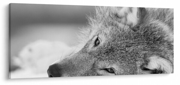 Obraz - Vlk, čiernobiela (120x50 cm)