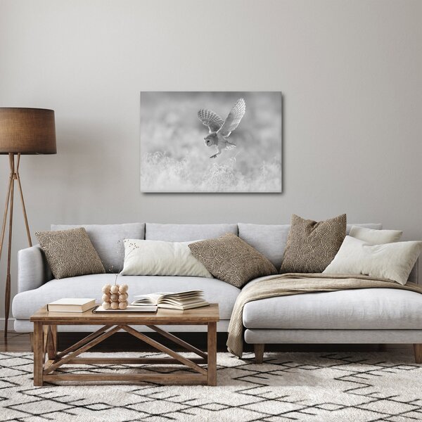 Obraz - Sova, čiernobiela (70x50 cm)