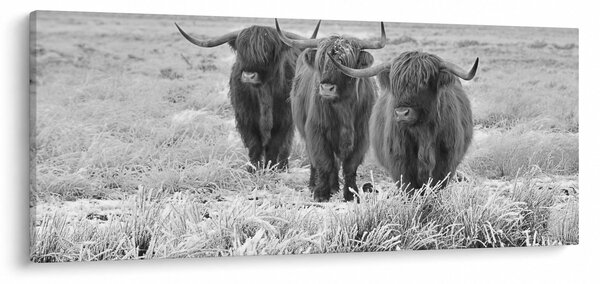 Obraz - Škótske kravy, čiernobiela (120x50 cm)