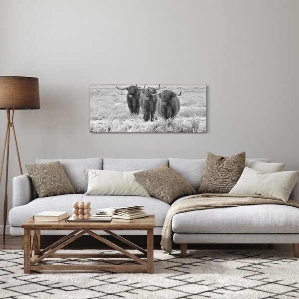 Obraz - Škótske kravy, čiernobiela (120x50 cm)