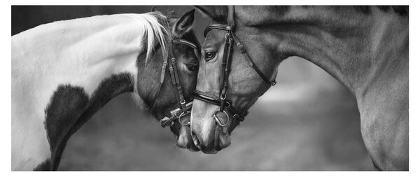 Obraz - Zamilované kone, čiernobiela (120x50 cm)