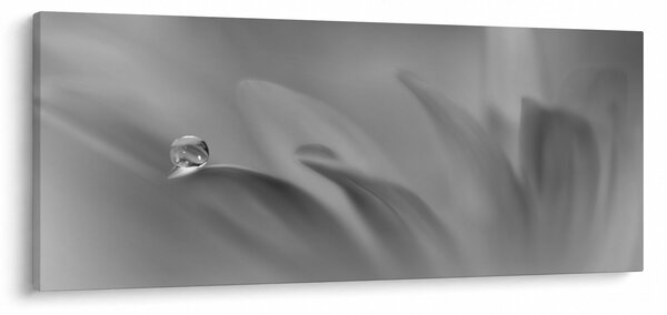 Obraz - Kvapka na kvete, čiernobiela (120x50 cm)
