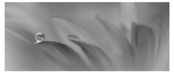 Obraz - Kvapka na kvete, čiernobiela (120x50 cm)