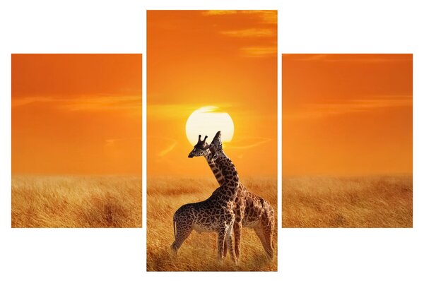 Obraz - Žirafy v národnom parku Serengeti (90x60 cm)