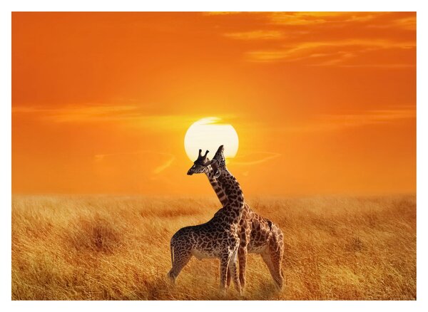 Obraz - Žirafy v národnom parku Serengeti (70x50 cm)