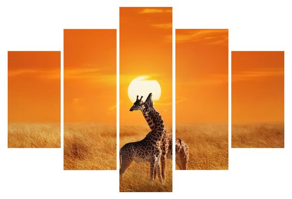 Obraz - Žirafy v národnom parku Serengeti (150x105 cm)