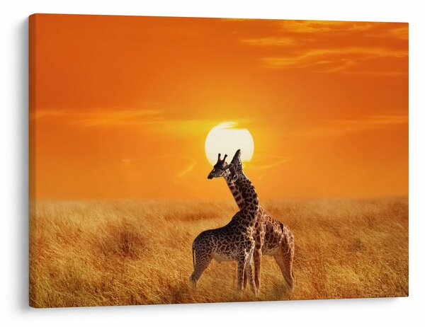 Obraz - Žirafy v národnom parku Serengeti (70x50 cm)