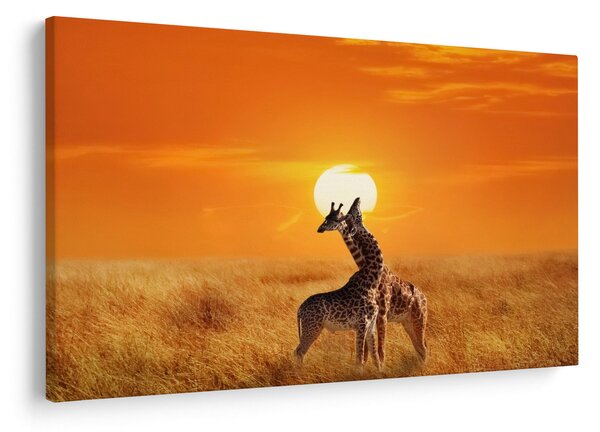 Obraz - Žirafy v národnom parku Serengeti (90x60 cm)