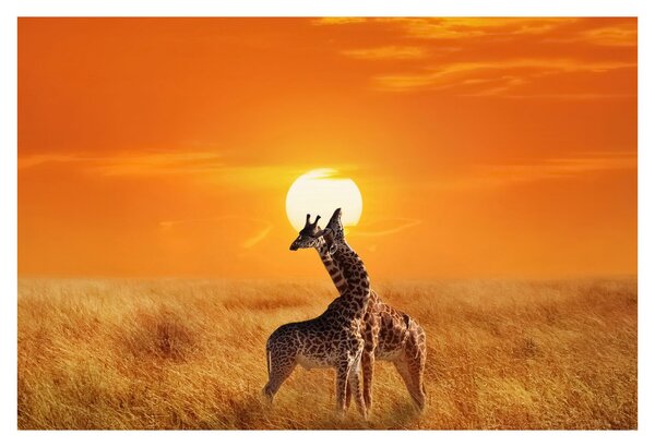 Obraz - Žirafy v národnom parku Serengeti (90x60 cm)