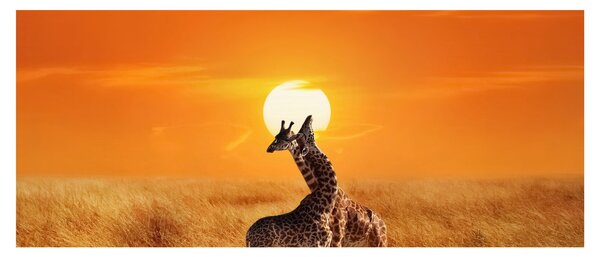 Obraz - Žirafy v národnom parku Serengeti (120x50 cm)