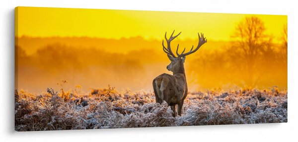 Obraz - Jeleň pri východe slnka (120x50 cm)