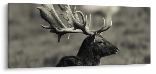 Obraz - Jeleň (120x50 cm)