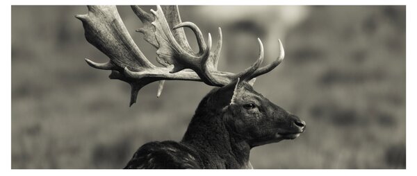 Obraz - Jeleň (120x50 cm)