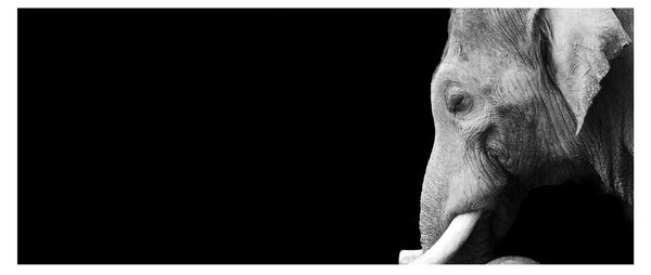 Obraz - Slon (120x50 cm)