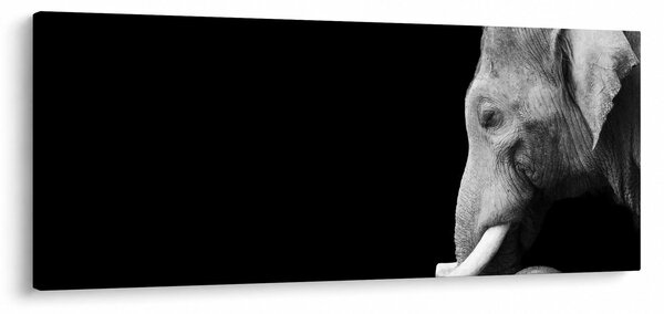 Obraz - Slon (120x50 cm)