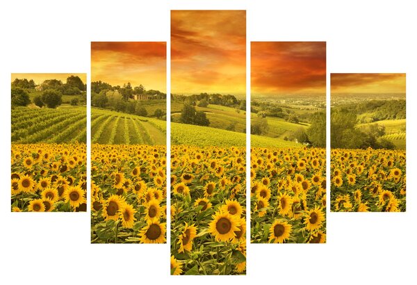 Obraz - Slnečnicové pole (150x105 cm)
