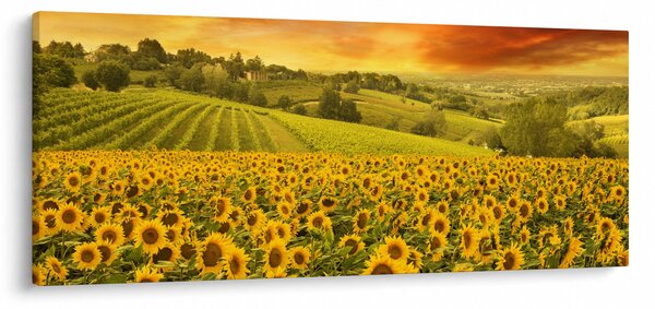Obraz - Slnečnicové pole (120x50 cm)