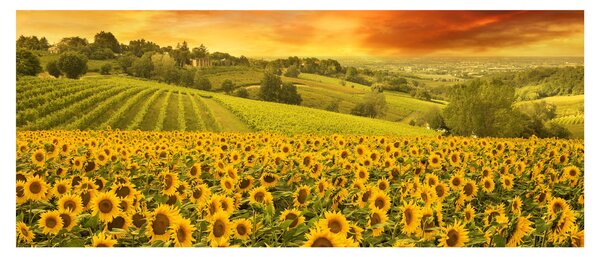 Obraz - Slnečnicové pole (120x50 cm)