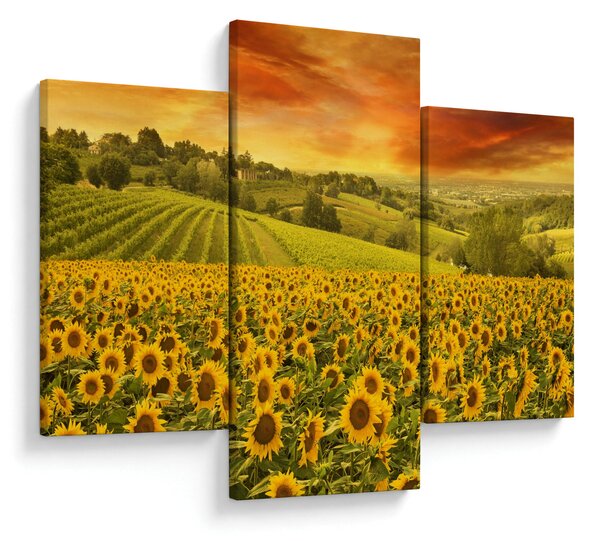 Obraz - Slnečnicové pole (90x60 cm)