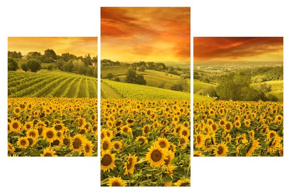 Obraz - Slnečnicové pole (90x60 cm)