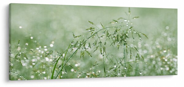 Obraz - Ranná rosa na steblach trávy (120x50 cm)