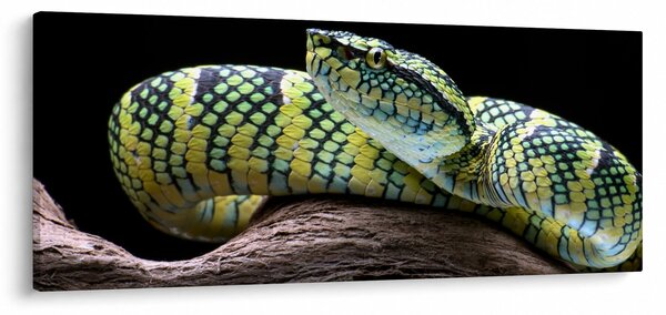 Obraz - Štrkáč Waglerov (120x50 cm)