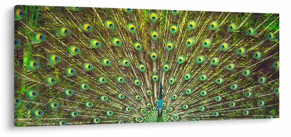 Obraz - Páv (120x50 cm)