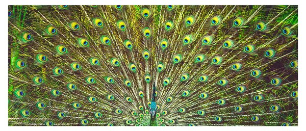 Obraz - Páv (120x50 cm)