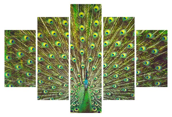 Obraz - Páv (150x105 cm)