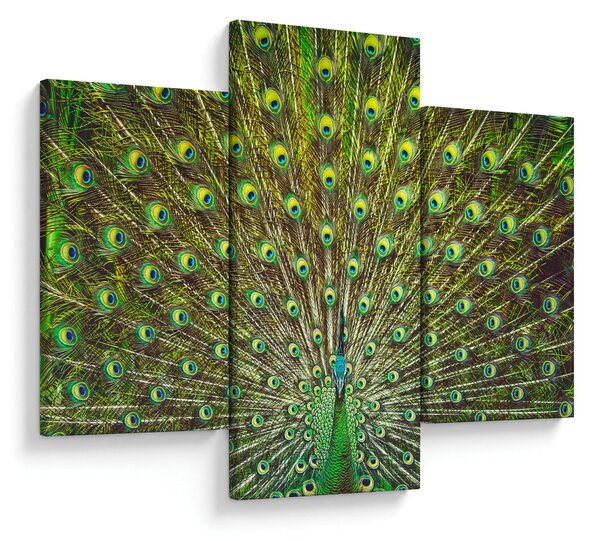 Obraz - Páv (90x60 cm)