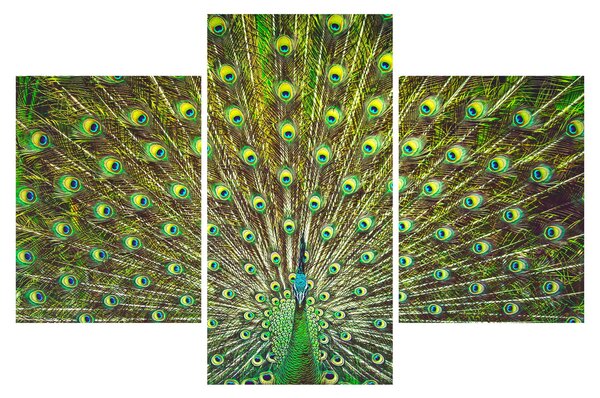 Obraz - Páv (90x60 cm)
