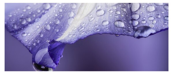 Obraz - Okvetný lístok s kvapkami (120x50 cm)