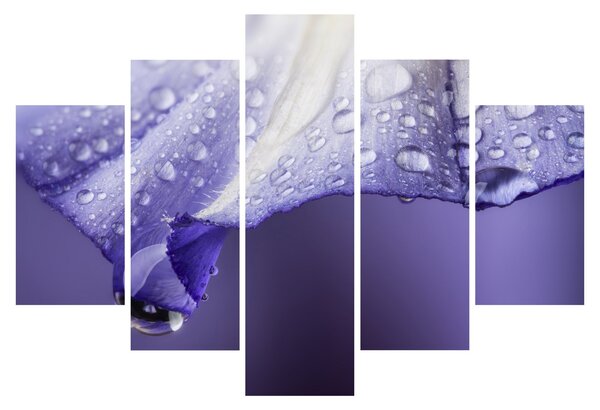 Obraz - Okvetný lístok s kvapkami (150x105 cm)