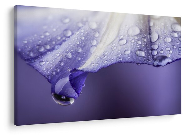 Obraz - Okvetný lístok s kvapkami (90x60 cm)