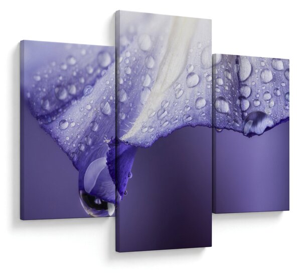 Obraz - Okvetný lístok s kvapkami (90x60 cm)