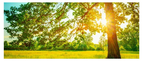 Obraz - Slnečný les (120x50 cm)