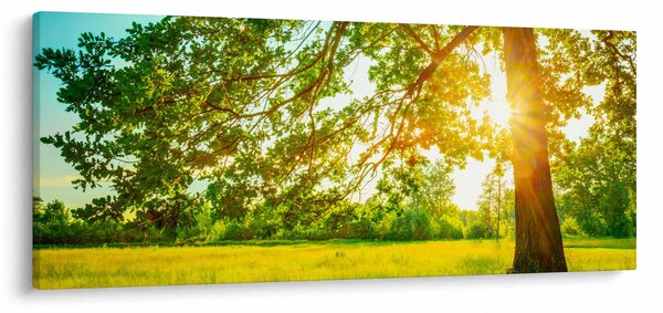 Obraz - Slnečný les (120x50 cm)
