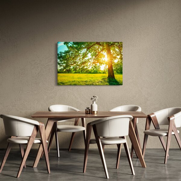 Obraz - Slnečný les (90x60 cm)