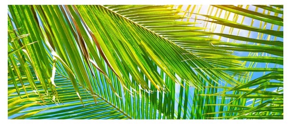 Obraz - Palmové listy (120x50 cm)